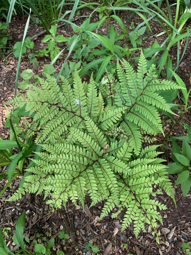 Best Native Ferns for an Ecological Landscape|NY, CT & NJ - Green Jay ...